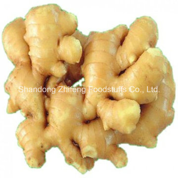 2015 New Season Fresh Vegetabls Yellow Ginger